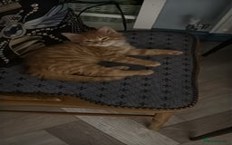 Maine Coon cats for sale: Beautiful mixed breed kittens  - Image 20