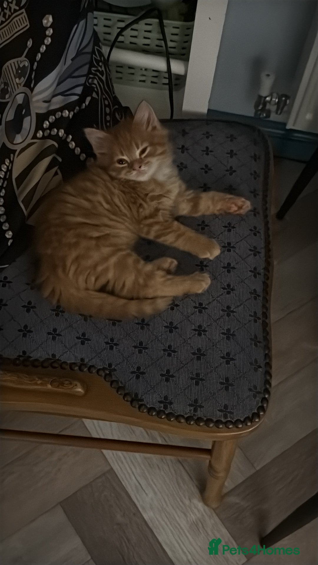 Maine Coon cats for sale: Beautiful mixed breed kittens  - Image 20