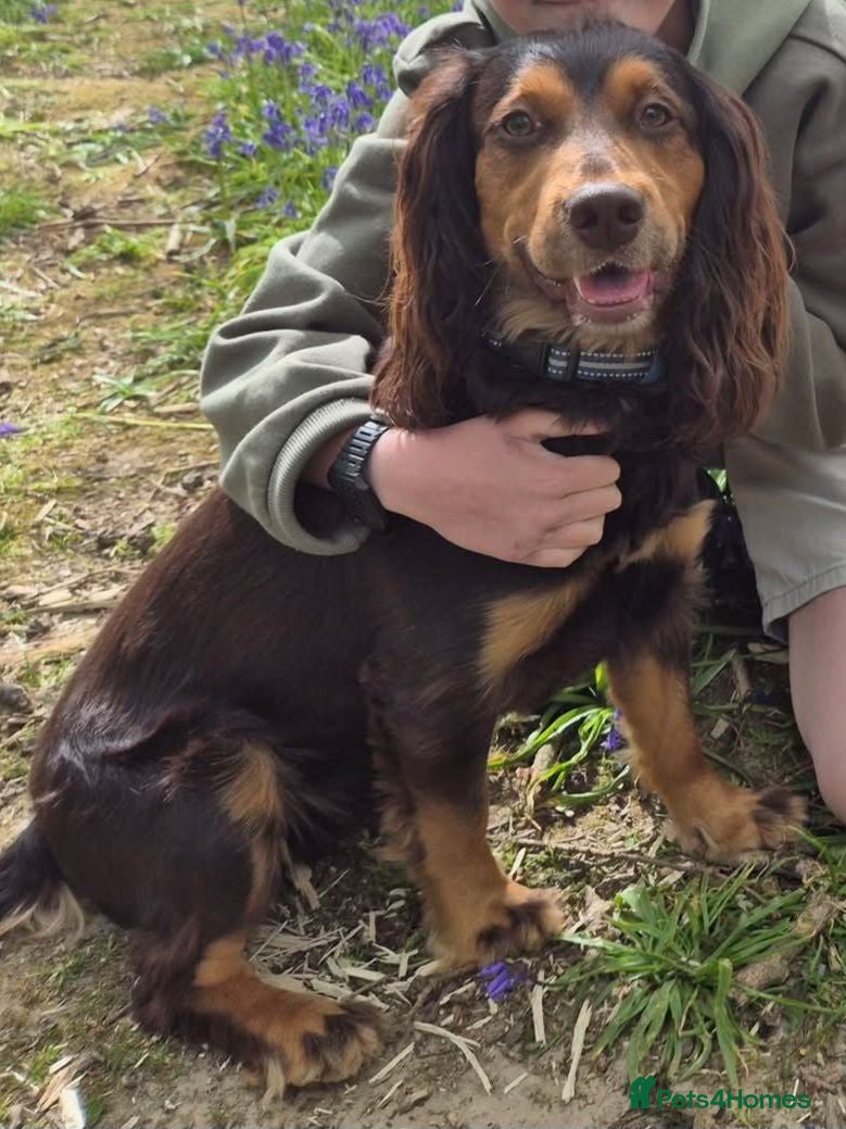 Cocker Spaniel dogs Beautiful Male Cockerspaniel  - Advert 11