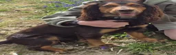 Cocker Spaniel dogs for sale: Beautiful Male Cockerspaniel  - Advert 1