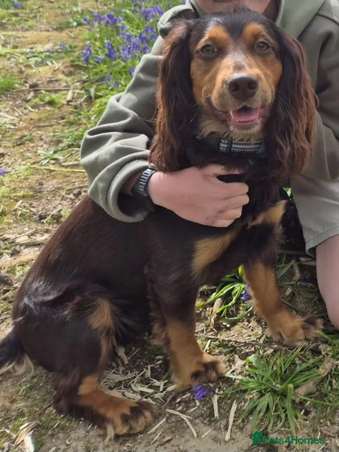 Cocker Spaniel dogs for sale: Beautiful Male Cockerspaniel  - Advert 1