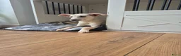 Mixed Breed dogs for sale: Mabel is 5 months old  - Advert 7