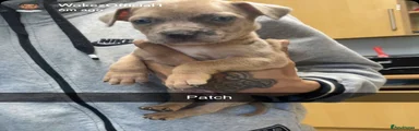 Mixed Breed 1
