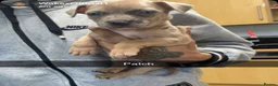 Mixed Breed dogs for sale: Mixed breed puppies for sale  - Advert 6