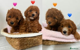 Cockapoo dogs for sale: Adorable Red F1B Cockapoo Puppy for Sale! 🐾 - Image 1