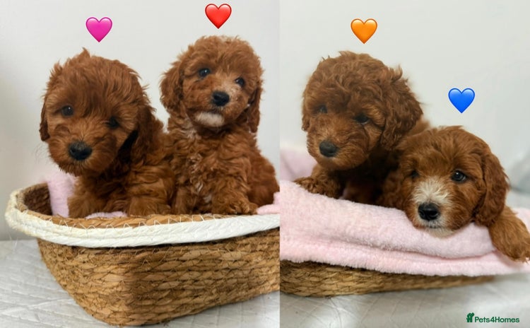 Cockapoo dogs - Advert 3