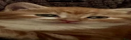 Mixed Breed cats for sale: Beautiful ginger Maincoon mix  - Advert 4