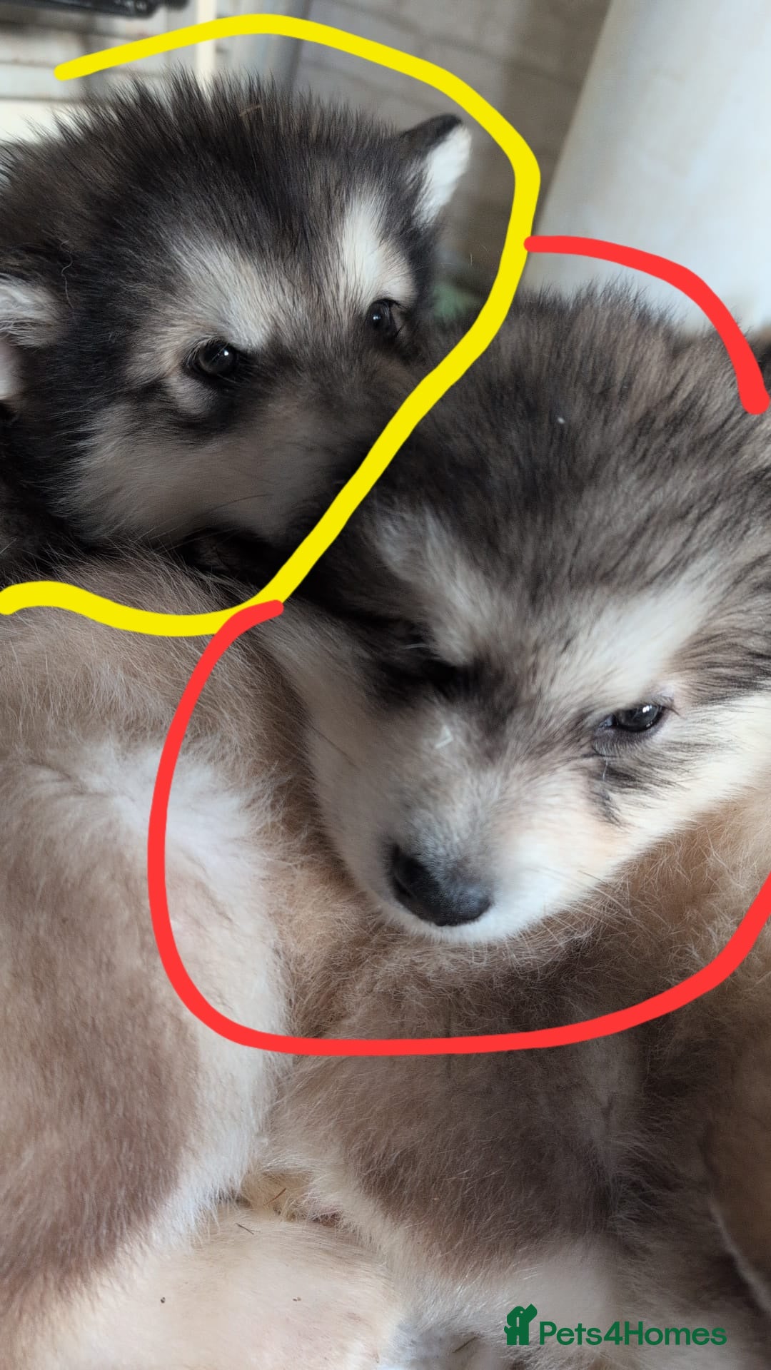 Alaskan Malamute dogs for sale: 2 left KC Alaskan malamute puppies champion lines - Advert 2