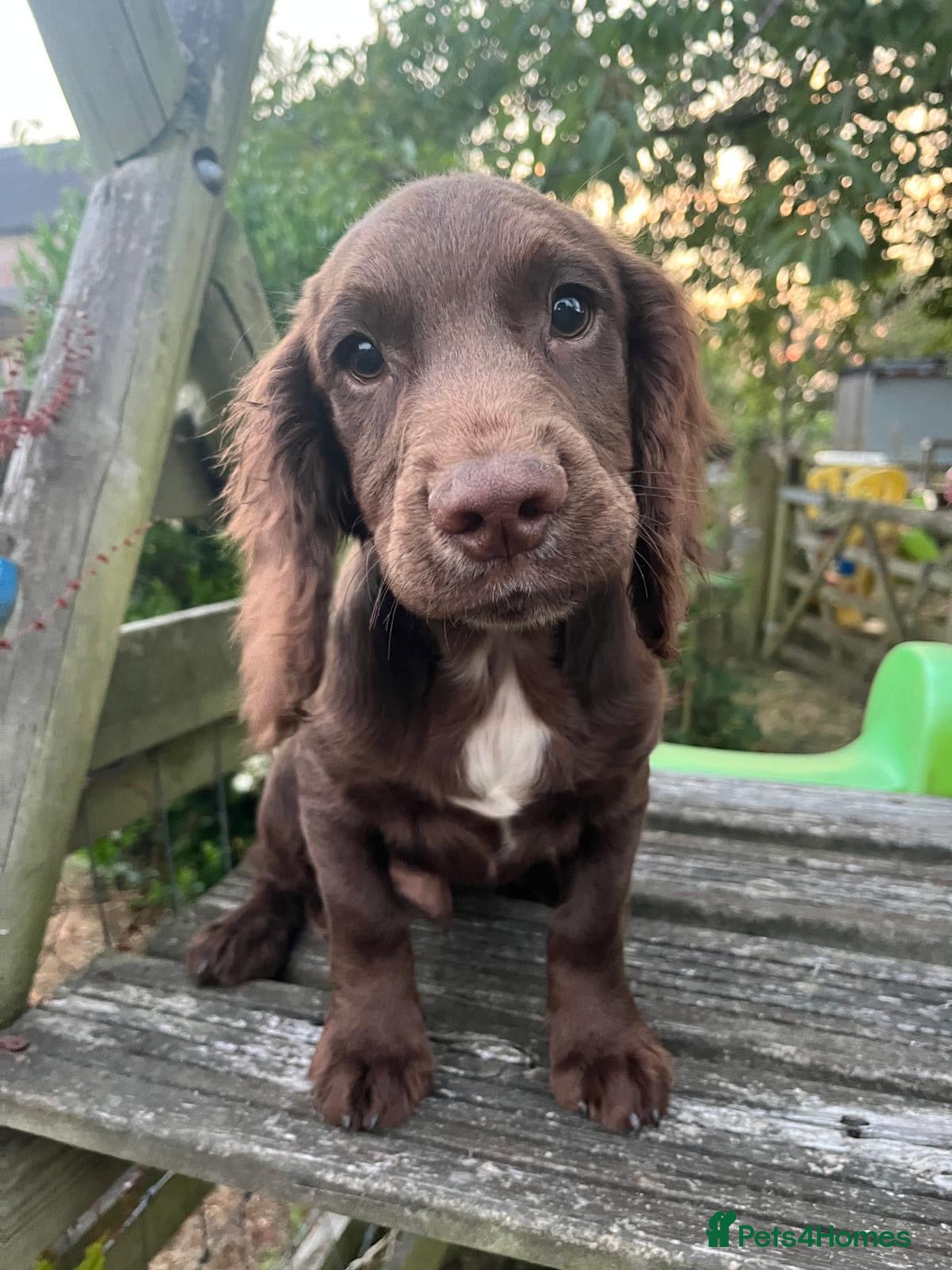 Cocker Spaniel dogs Reavailable due to time wasters. Ready to go!   - Advert 16