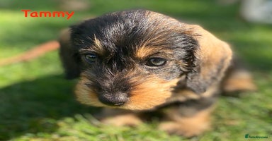 Miniature Dachshund dogs - Advert 6