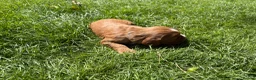 Cocker Spaniel dogs for sale: Fox red working cocker spaniel pups  - Advert 5