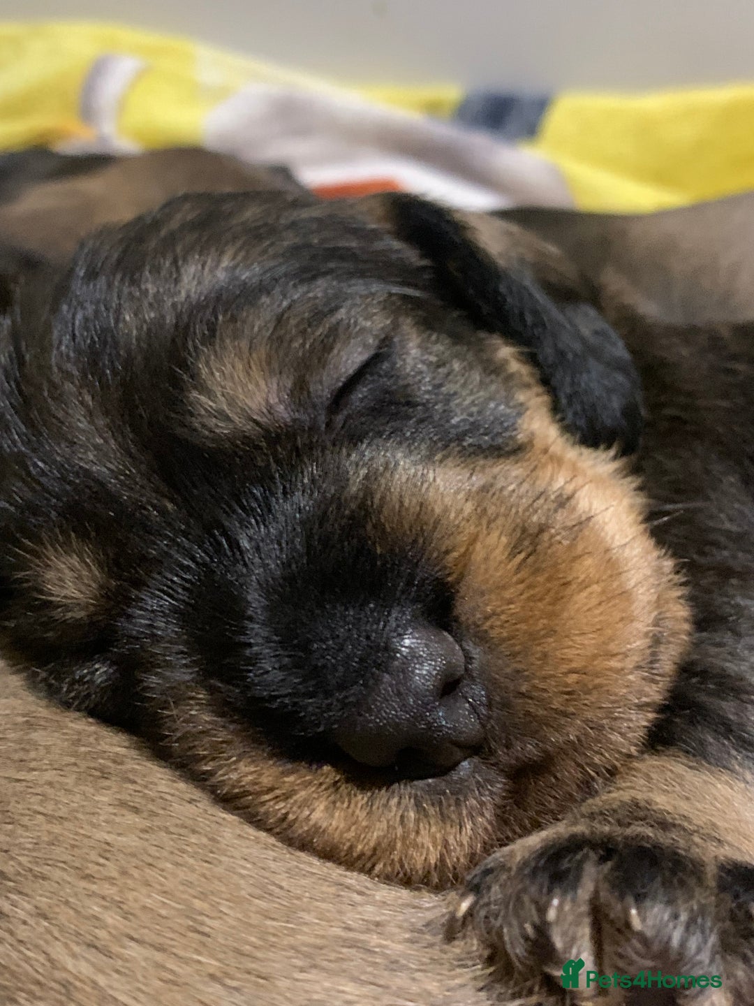 Dachshund dogs for sale: Standard wirehaired dachshund  - Advert 6