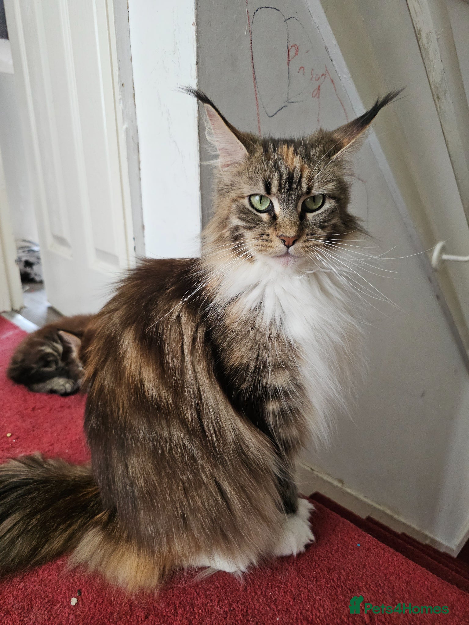 Maine Coon cats MainCoon Registered Polydactyl Female and 2 Males - Advert 1