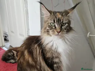 Maine Coon cats MainCoon Registered Polydactyl Female and 2 Males - Advert 1