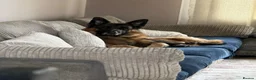 German Shepherd dogs for sale: Tucker - 6 year old GSD - Advert 4