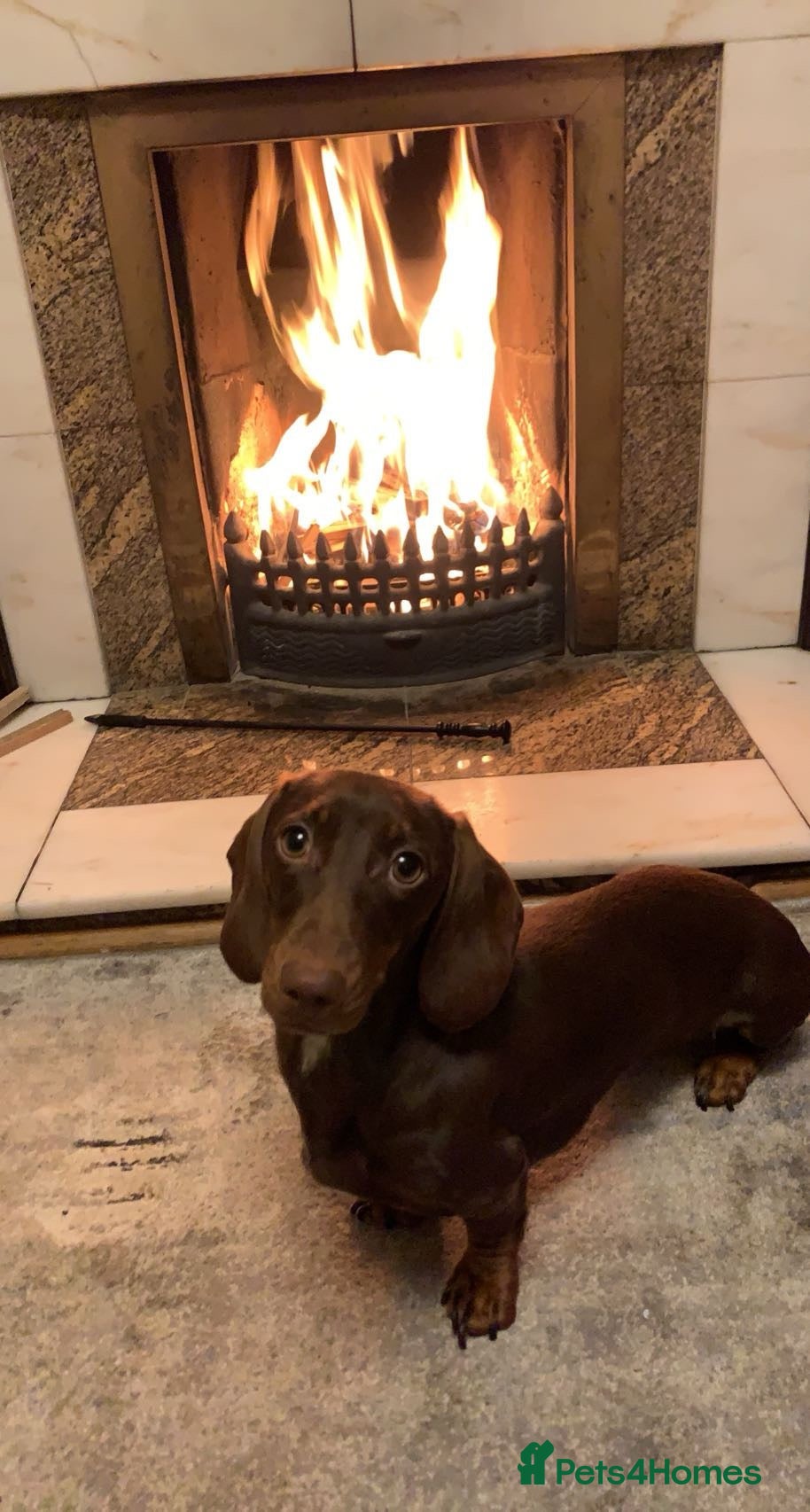 Miniature Dachshund dogs Miniature Dachshund  - Advert 7