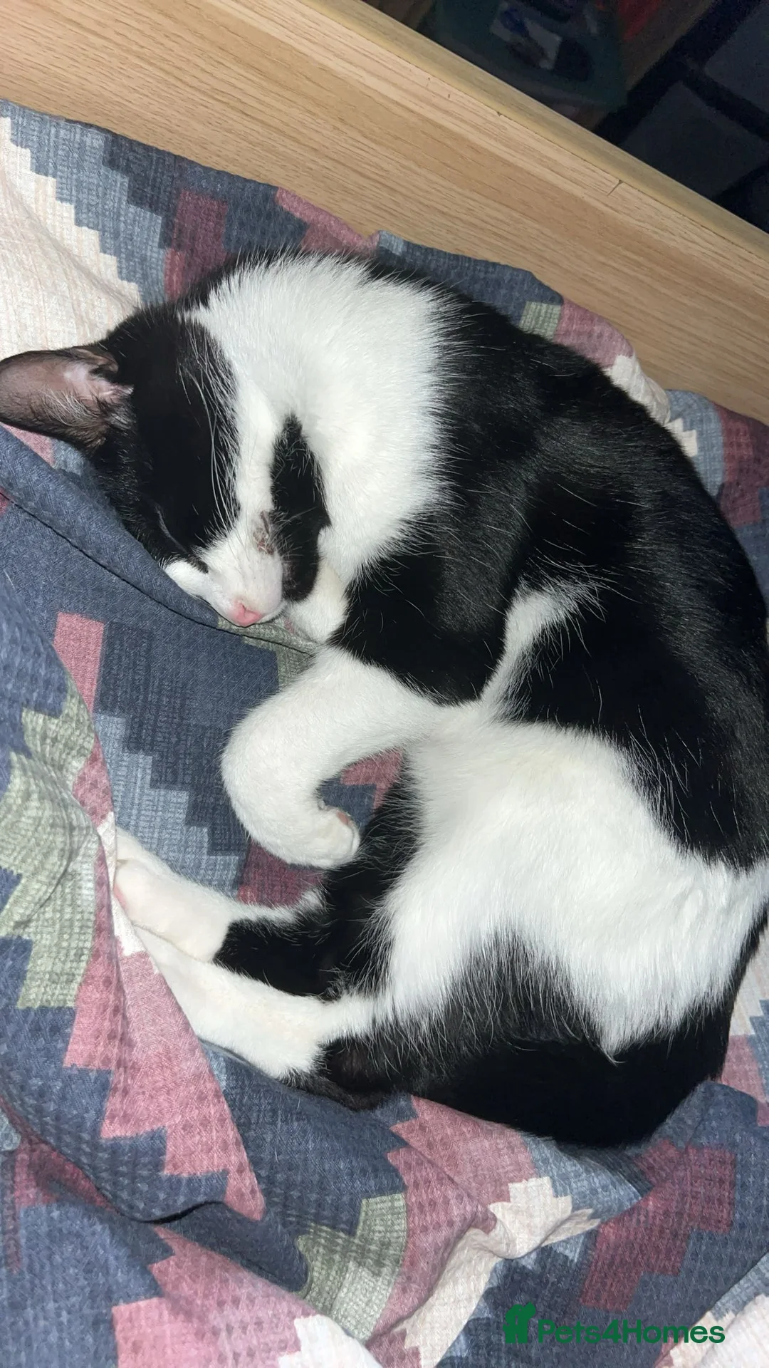 Mixed Breed cats for sale: Oreo🐱 in Burton-on-Trent - Advert 5