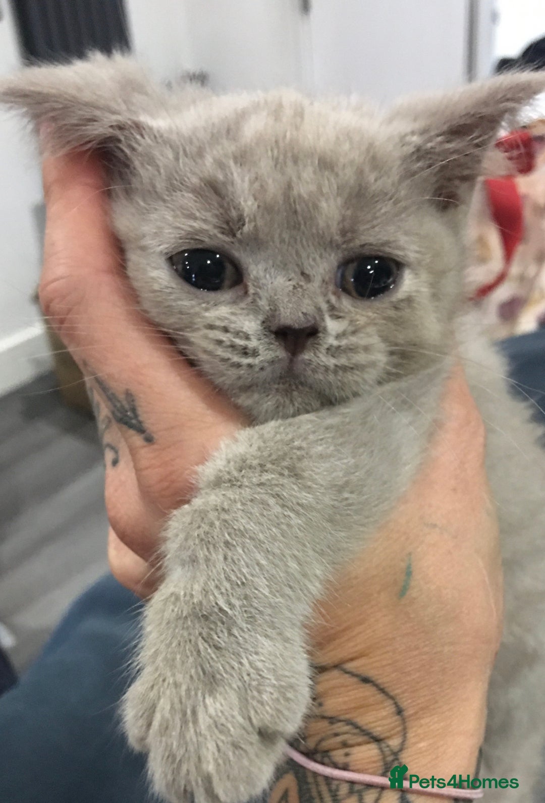 British Shorthair cats for sale: Stunning fluffy kittens  - Image 19