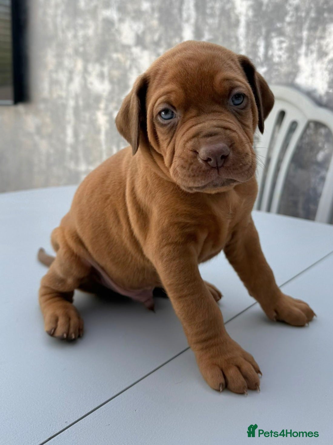 Mixed Breed dogs Doberman/Dogue de bordeaux  - Advert 1
