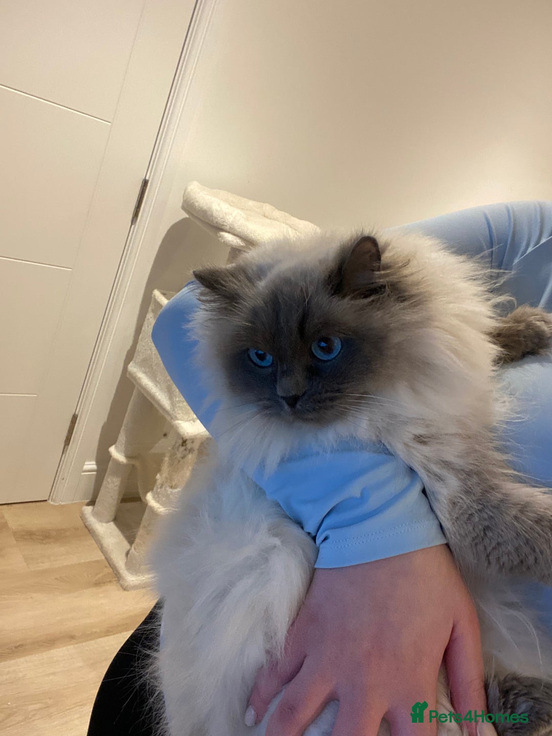 Ragdoll cats for sale: Ragdoll female looking for her forever home - Advert 6