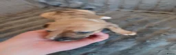 Mixed Breed dogs for sale: Lurcher pups - Advert 8