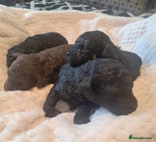 Toy Poodle dogs - Advert 2