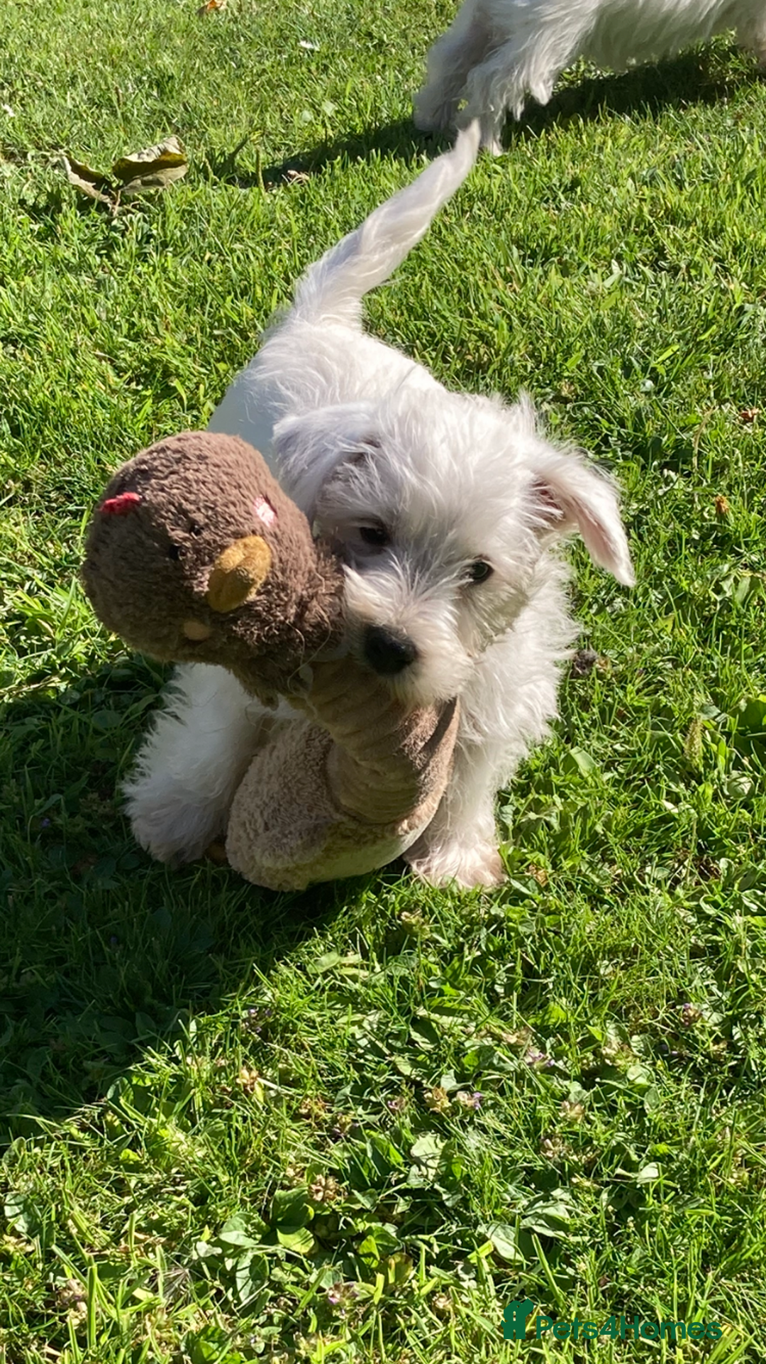 West Highland Terrier dogs for sale: Beautiful Westhighland White Terriers - Image 12