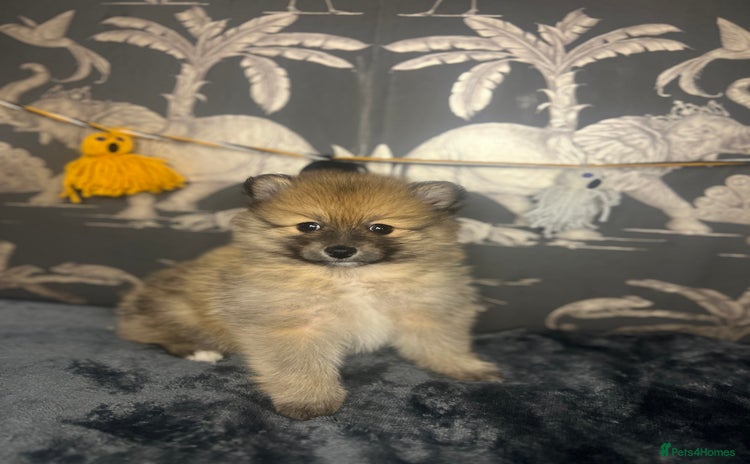 Pomeranian dogs - Advert 10
