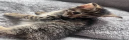 Mixed Breed cats for sale: Stunning Turkish Angora Mix Breed Kittens - Advert 2