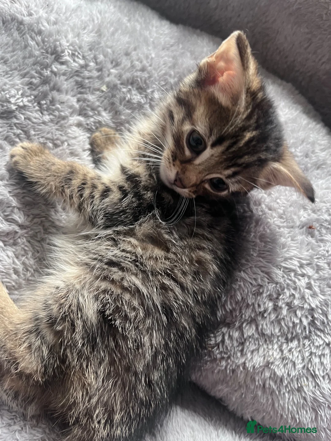 Mixed Breed cats for sale: Stunning Turkish Angora Mix Breed Kittens - Advert 2