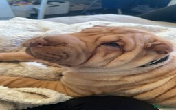 Shar Pei dogs for stud: DRAGO Shar Pei Stud - Image 9