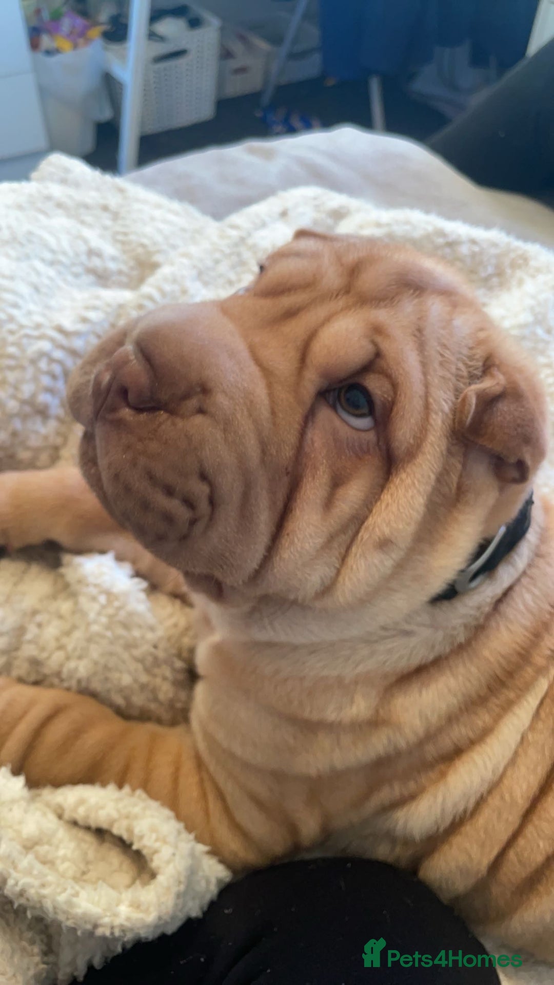 Shar Pei dogs for stud: DRAGO Shar Pei Stud - Image 9