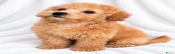 Cavapoo dogs for sale: 🐾 Cavapoo Puppies – Ready Now! 🐾 in Surbiton - Advert 7