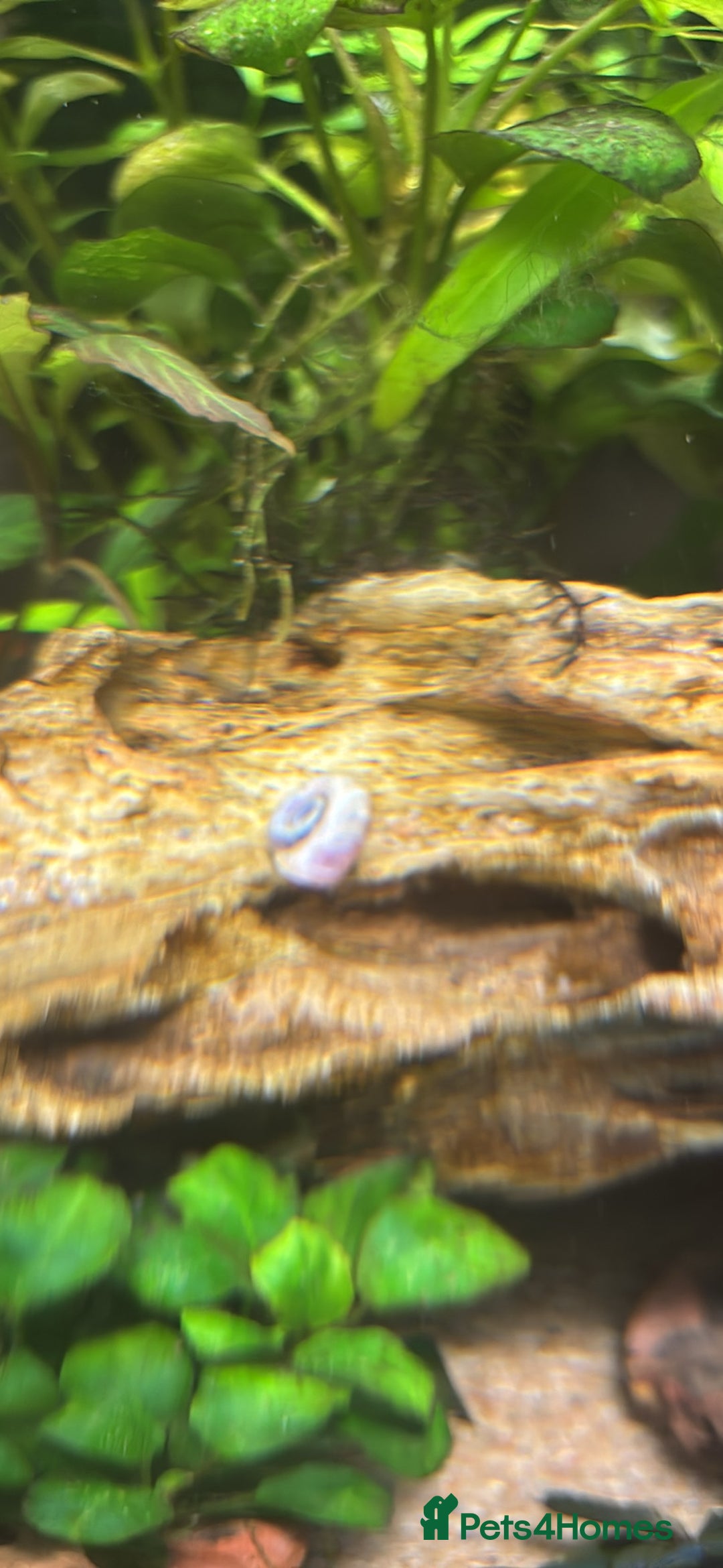 Barbs fish for sale: Full tropical setup with live plants and fish - Advert 13