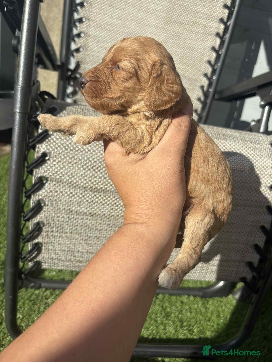 Cockapoo dogs for sale: Beautiful cockerpoo pups for sale - Image 8
