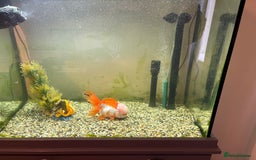 Fancy Goldfish fish for sale: Fancy Goldfish, with full set up  - Image 3