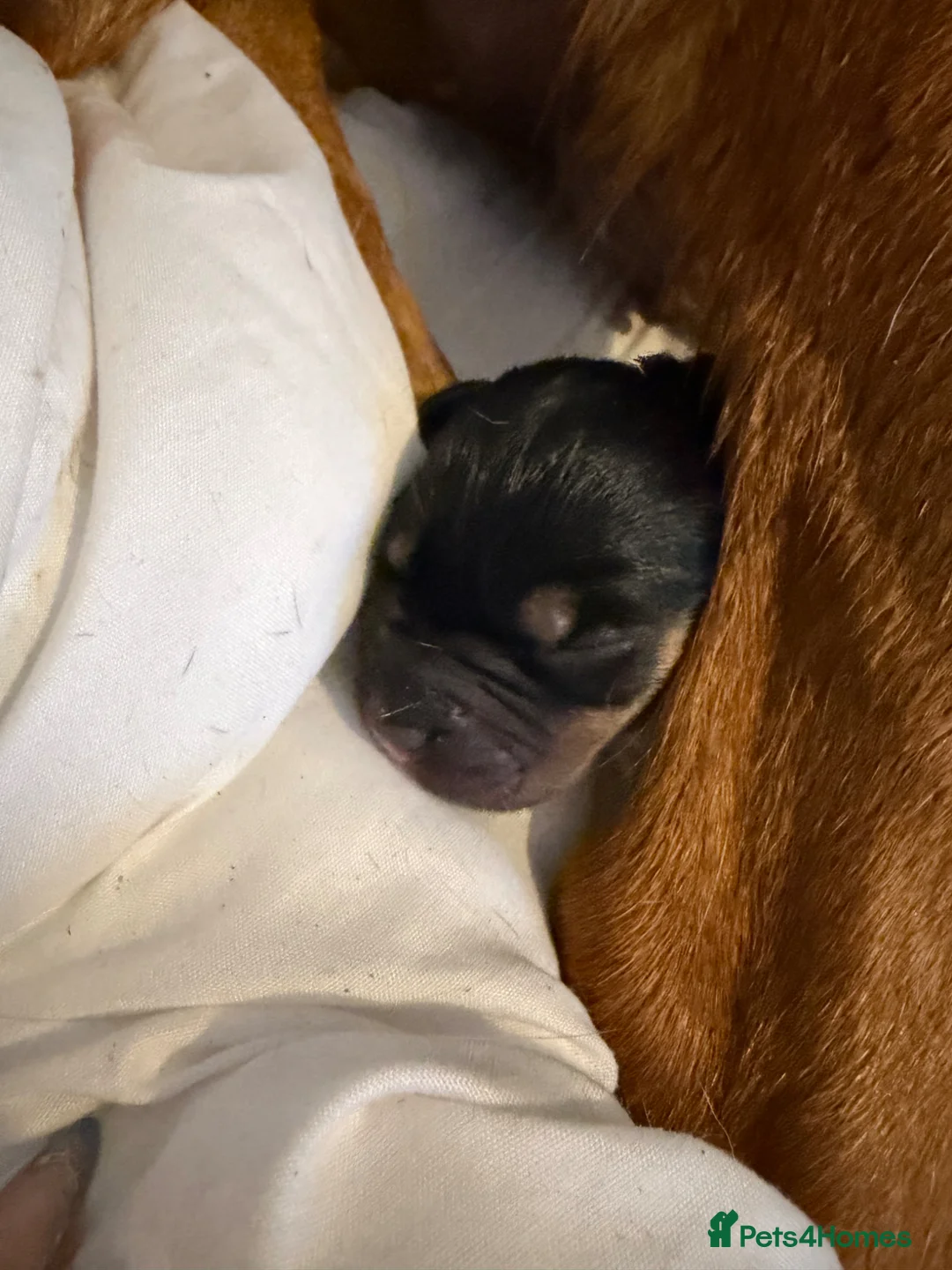 Mixed Breed dogs for sale: Rotweiler puppies  in Grimsby - Advert 9