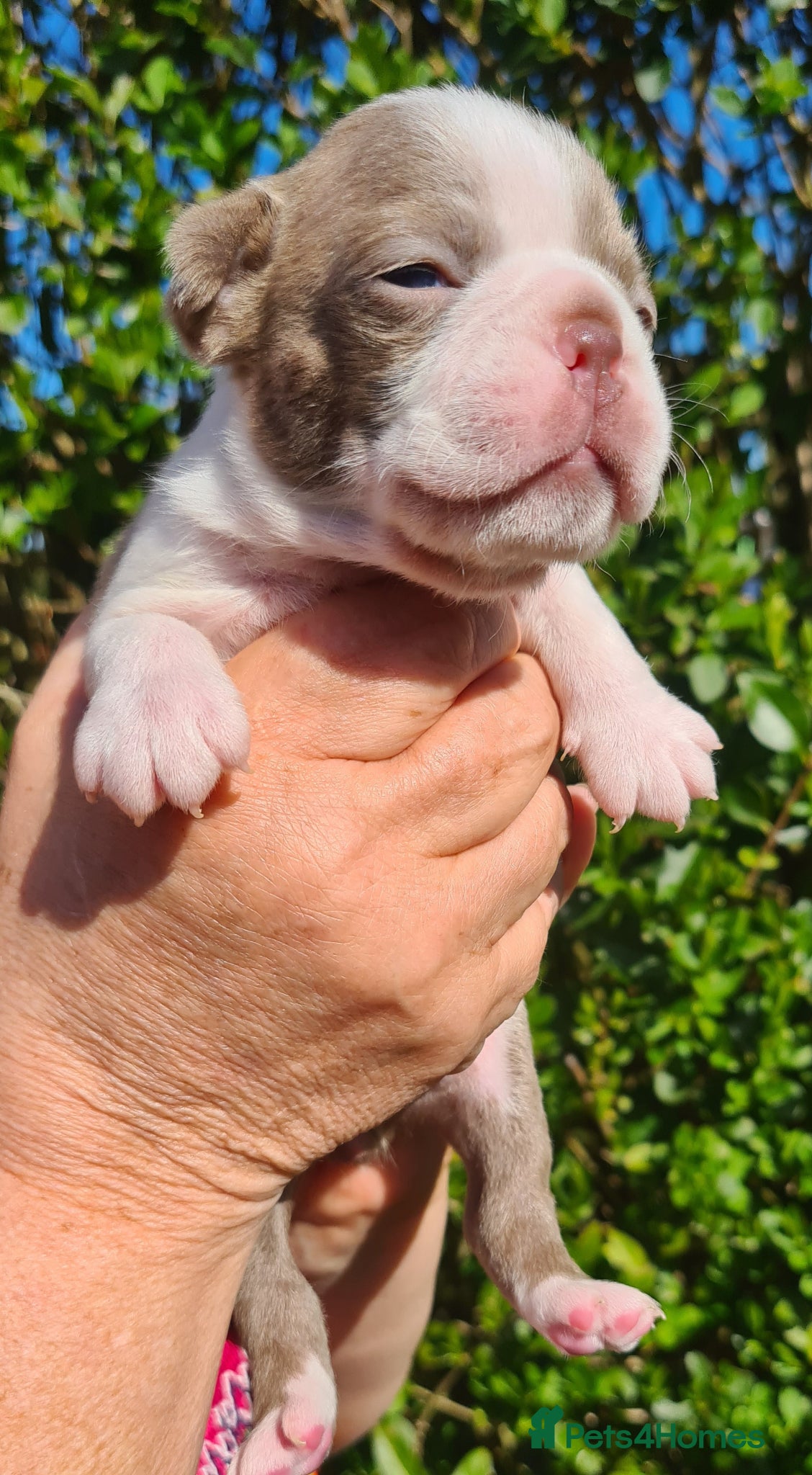 Boston Terrier dogs Boston terrier puppies  - Advert 11