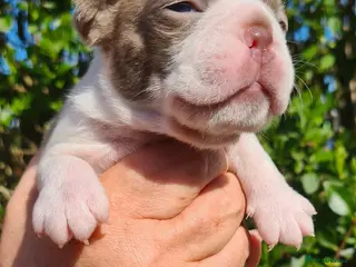 Boston Terrier dogs Boston terrier puppies - Advert 11