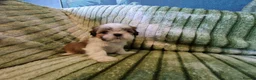 Shih Tzu dogs for sale: Miniature Shih-tzu's  - Advert 8