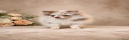 Pomeranian dogs for sale: ✨🐻Exceptional Lilac Teddy Bear Pomeranian Girl🐻✨ - Advert 6