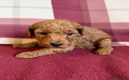 Labradoodle dogs for sale: Adorable Miniature Labradoodle F1bb Puppies🤩 - Image 19