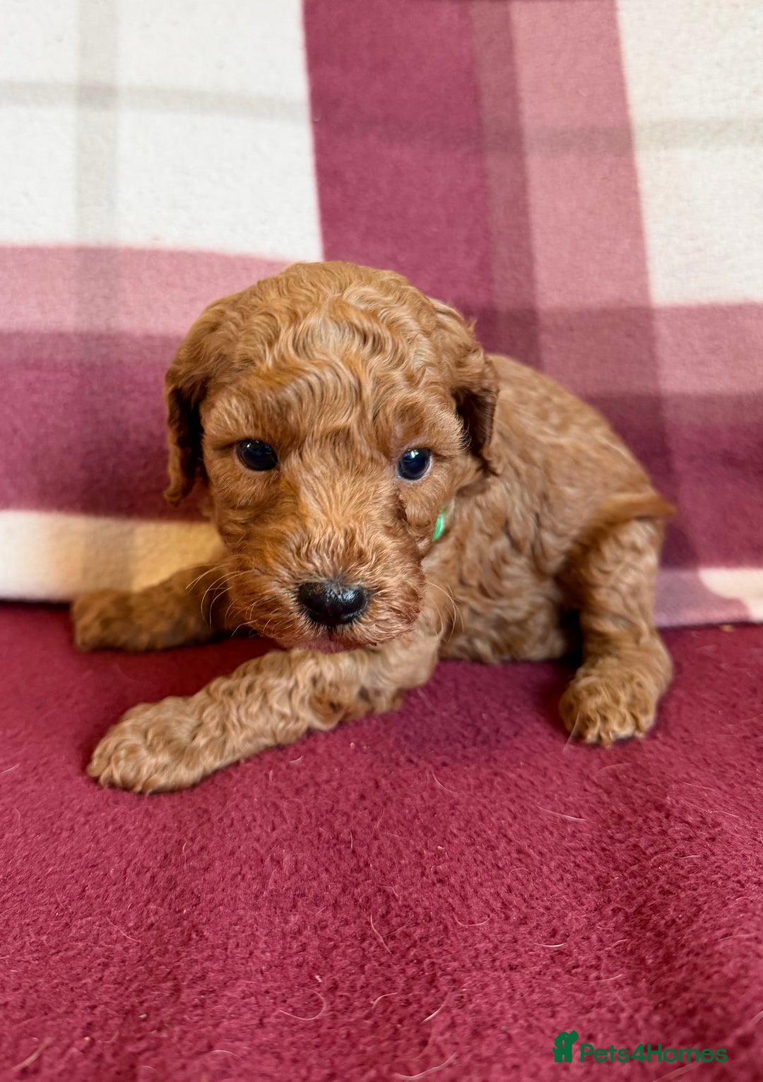 Labradoodle dogs for sale: Adorable Miniature Labradoodle F1bb Puppies🤩 - Image 19