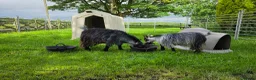 Goats livestock for sale: Three castrated male Pygmy goats in Penrith - Advert 7
