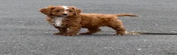 Cavapoo dogs for sale: Toy Cavapoo Puppies - Advert 37