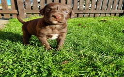 Mixed Breed dogs for sale: Collie cross rough haired Hungarian viszler  - Image 17