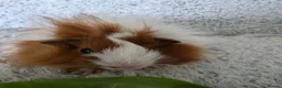 Guinea Pig rodents for sale: 2 boys rtl. - Advert 5