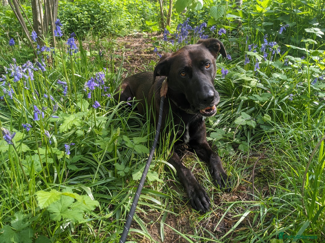 Mixed Breed dogs for sale: Teddy (Collie, Great Dane, Doberman mix) - Image 4