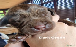 Labrador Retriever dogs for sale: Labrador Retriever Puppies - Image 11