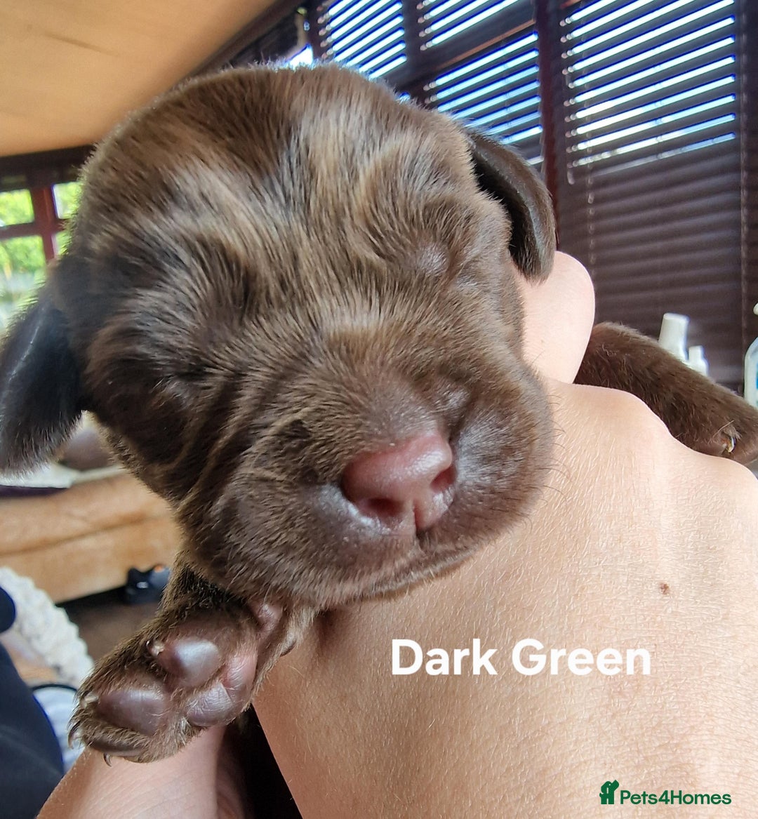 Labrador Retriever dogs for sale: Labrador Retriever Puppies - Image 11